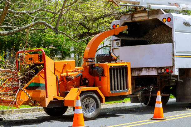 Best Tree Mulching  in Mount Dora, FL